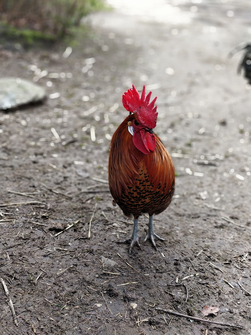 Red Rooster Standing on Muddy Farm Ground