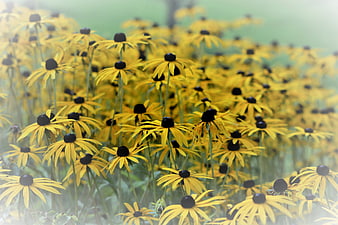 Field of Yellow Black-Eyed Susans in Summer Garden