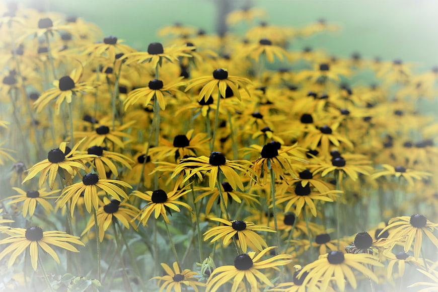 Field of Yellow Black-Eyed Susans in Summer Garden