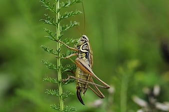 Macro Photograph of Cricket Perched on Green Plant Stem