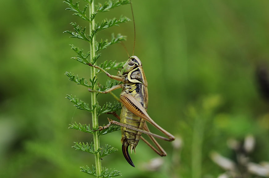 Macro Photograph of Cricket Perched on Green Plant Stem