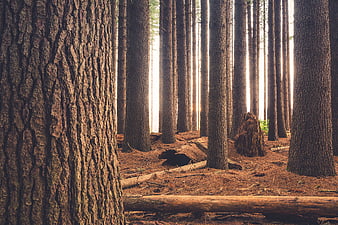 Sunlit Pine Forest with Textured Tree Trunks and Fallen Logs