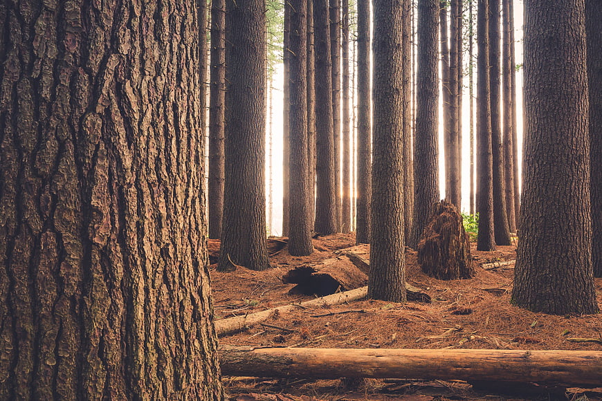 Sunlit Pine Forest with Textured Tree Trunks and Fallen Logs