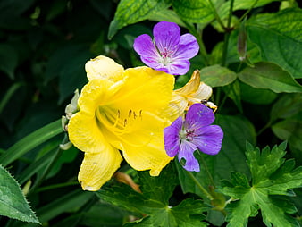 Yellow Daylily and Purple Geranium Flowers in Garden
