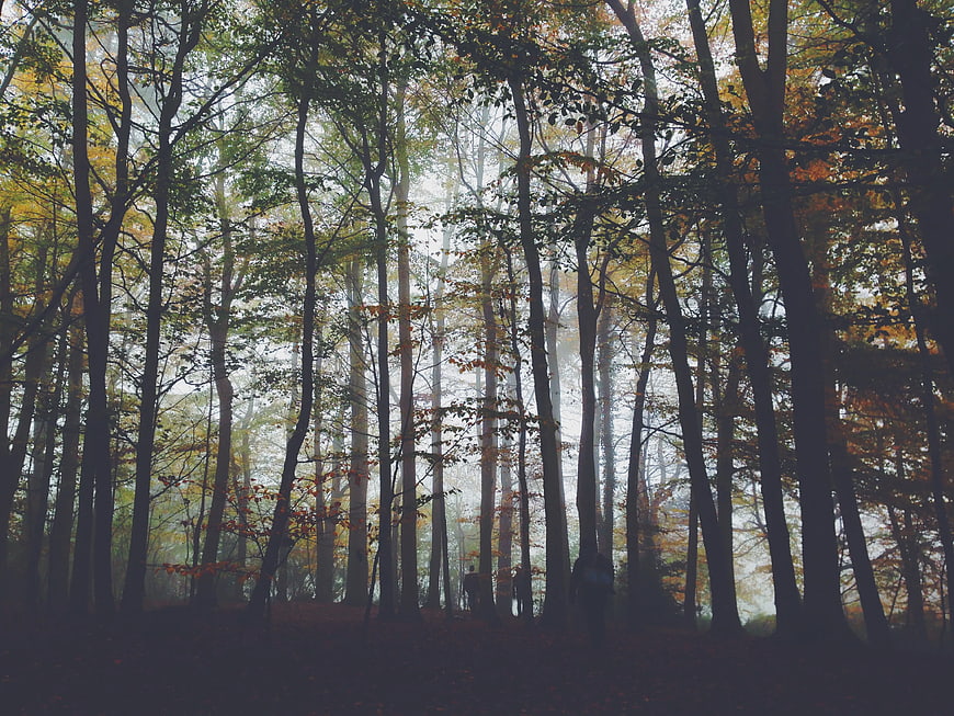 Misty Autumn Forest with Tall Trees and Fog