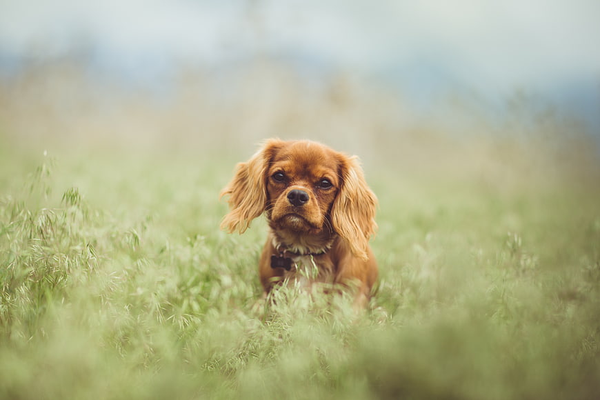 Cute brown dog sitting in green grass field
