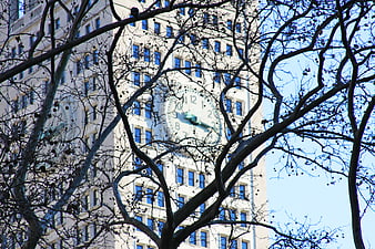 Clock Tower Building Through Bare Tree Branches