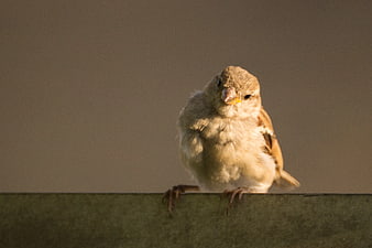 Cute Brown Sparrow Perched on Wooden Rail in Warm Light