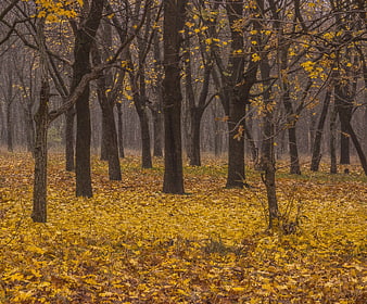Autumn forest with yellow leaves and bare trees