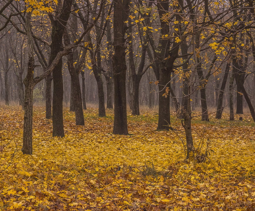 Autumn forest with yellow leaves and bare trees