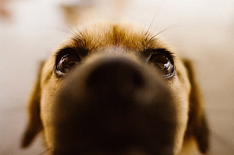 Close-up of a cute dog looking up with big eyes