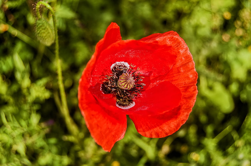 Vibrant Red Poppy Flower Closeup in Green Field