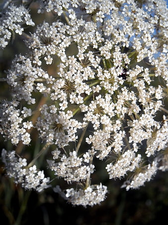 Close-up of white Queen Anne's Lace flower cluster