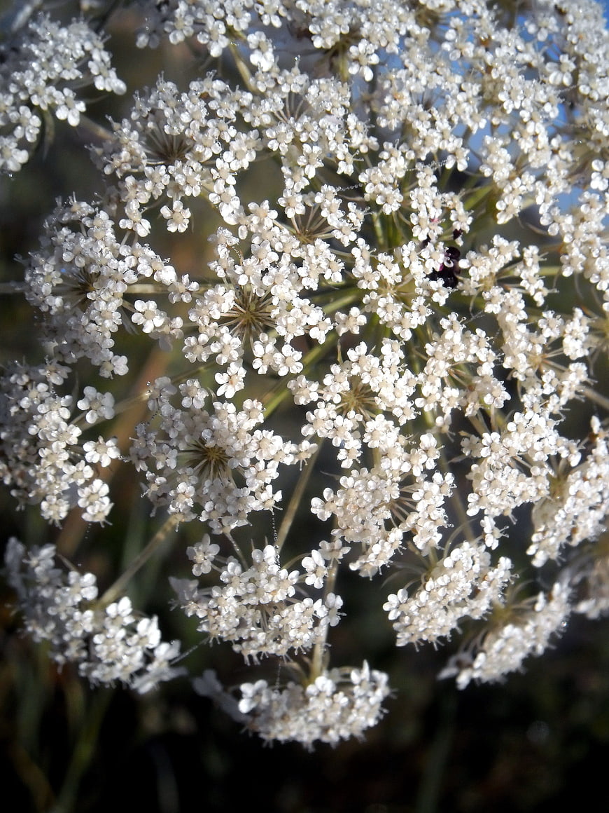Close-up of white Queen Anne's Lace flower cluster