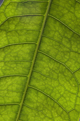Macro Close-Up of Green Leaf Veins and Texture
