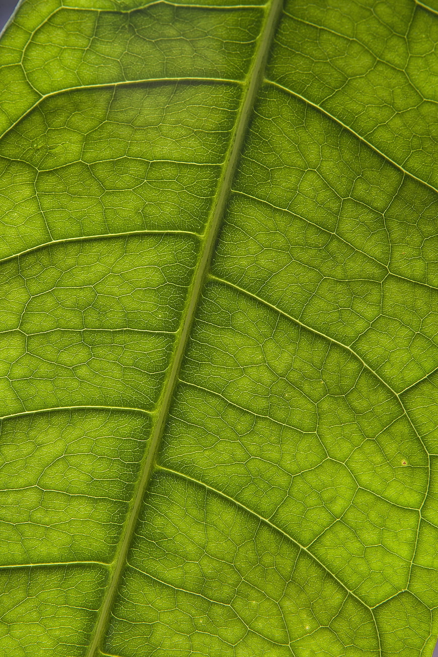 Macro Close-Up of Green Leaf Veins and Texture