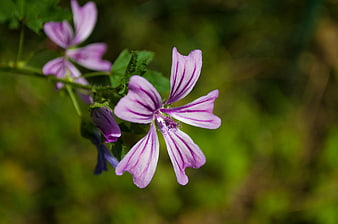 Close-up of purple mallow flower with green blurred background