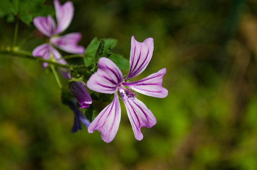 Close-up of purple mallow flower with green blurred background