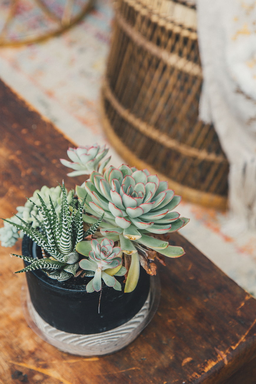 Succulent arrangement in black pot on rustic wooden table