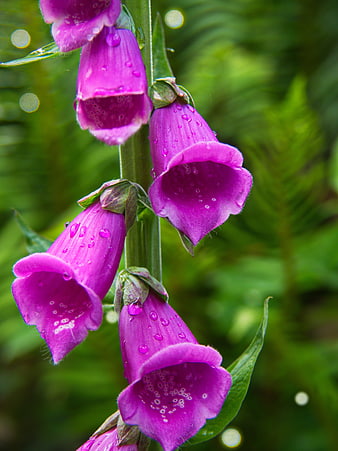 Close-up of purple foxglove flowers with raindrops