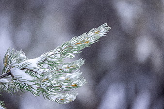 Snow-covered pine branch close-up with blurred winter background