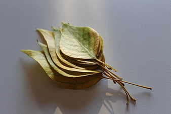 Dried yellow leaves on white background