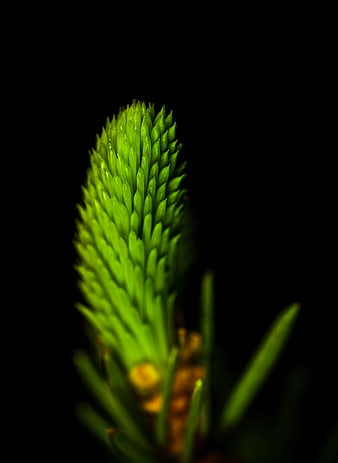 Macro shot of vibrant green spruce bud on black background