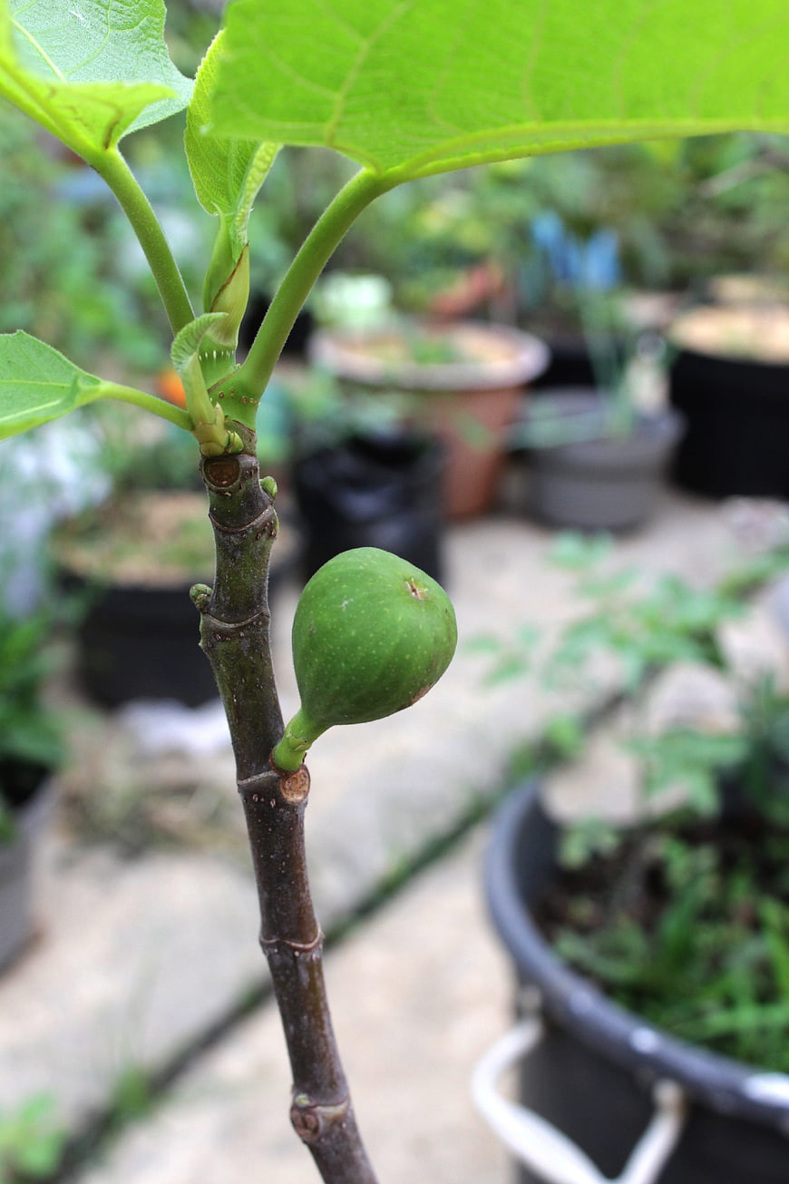 Green Fig Fruit Growing on Branch in Garden