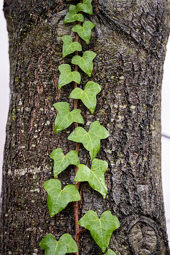 Ivy vine climbing textured tree trunk with green leaves
