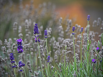 Purple Lavender Flowers in a Blurred Field
