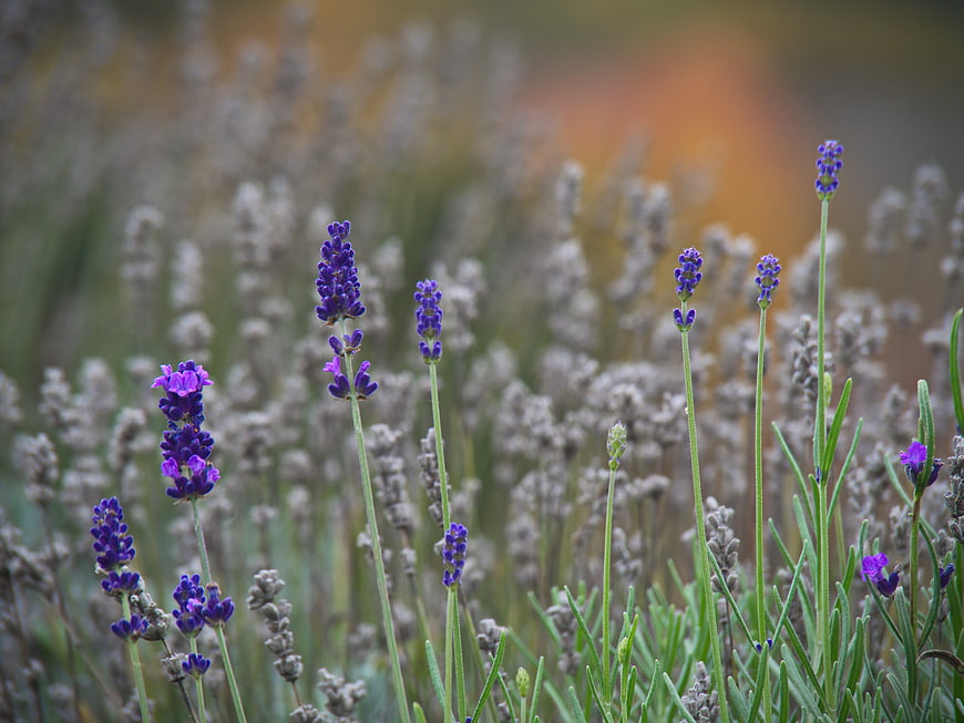 Purple Lavender Flowers in a Blurred Field