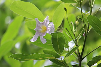 Close-up of a white flower with yellow center and green leaves