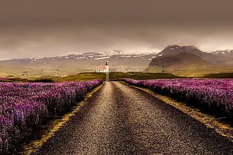 Gravel road through purple lupine field to white church in Iceland