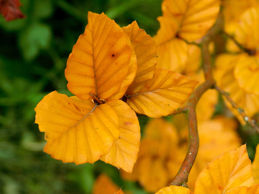 Close-up of vibrant yellow beech leaves in autumn