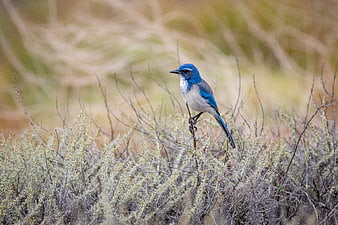 Flora's Blue Jay perched on dry shrub in natural habitat