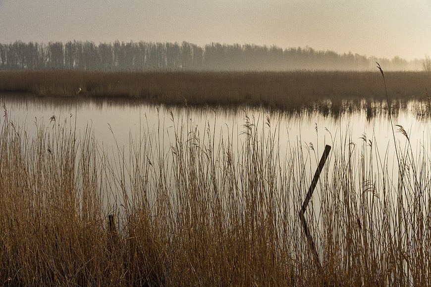 Misty Sunrise Over Reeds in Dutch Wetland Landscape