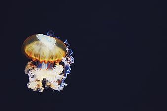 Golden jellyfish swimming in dark water