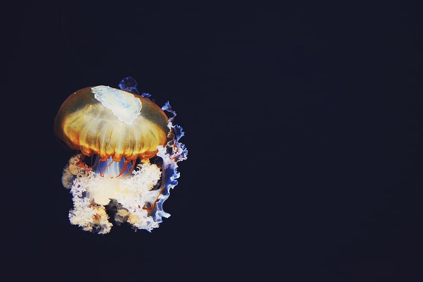 Golden jellyfish swimming in dark water