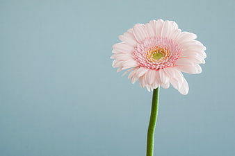 Pink Gerbera Daisy on Blue Background