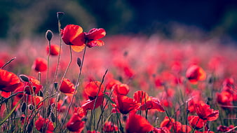 Vibrant Red Poppies in a Sunlit Meadow Field
