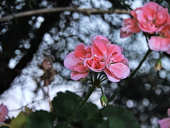 Close-up of pink geranium flowers with blurred background
