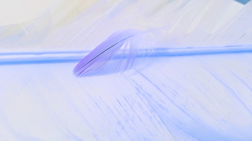 Abstract Macro of Soft Blue and Purple Feather Texture