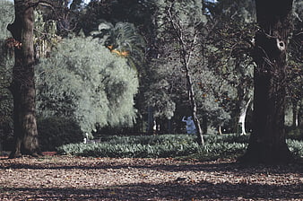 Shaded park path with fallen leaves and distant statue