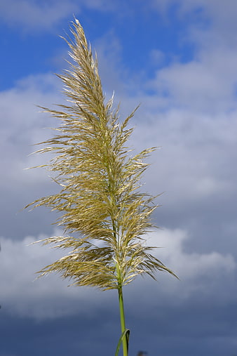 Golden ornamental grass stem against blue sky with clouds