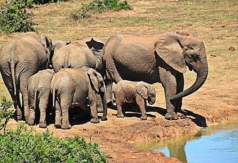 African Elephant Herd with Calves at Watering Hole