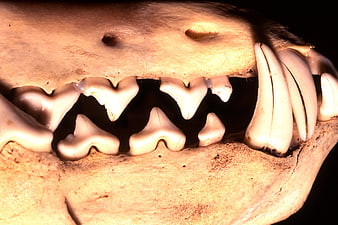 Close-up of animal skull jaw with sharp teeth and bone texture