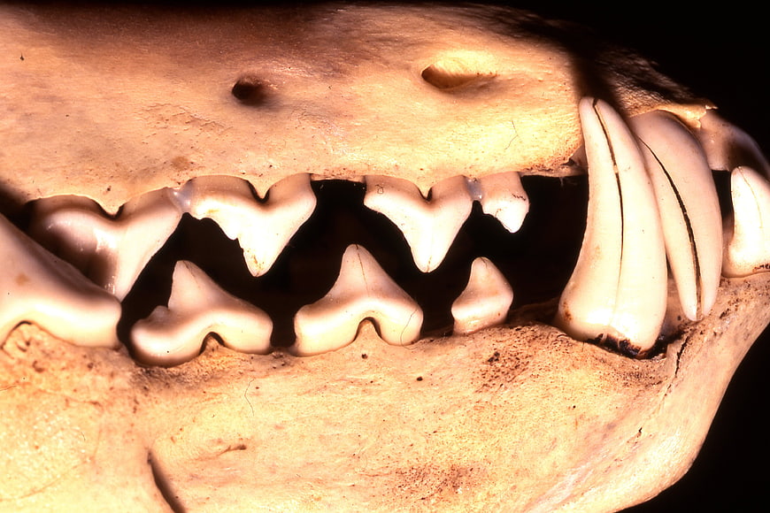 Close-up of animal skull jaw with sharp teeth and bone texture