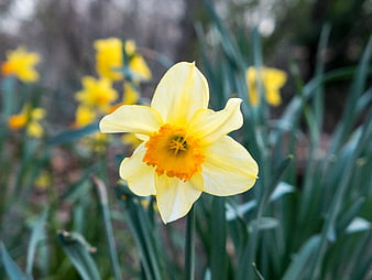 Close-up of a yellow daffodil flower in a garden