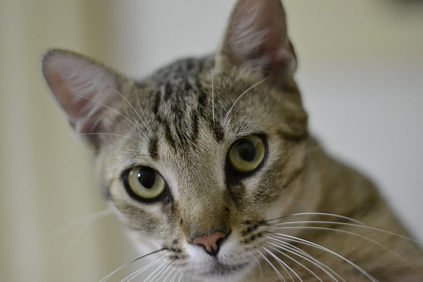 Close-up portrait of a tabby cat with green eyes