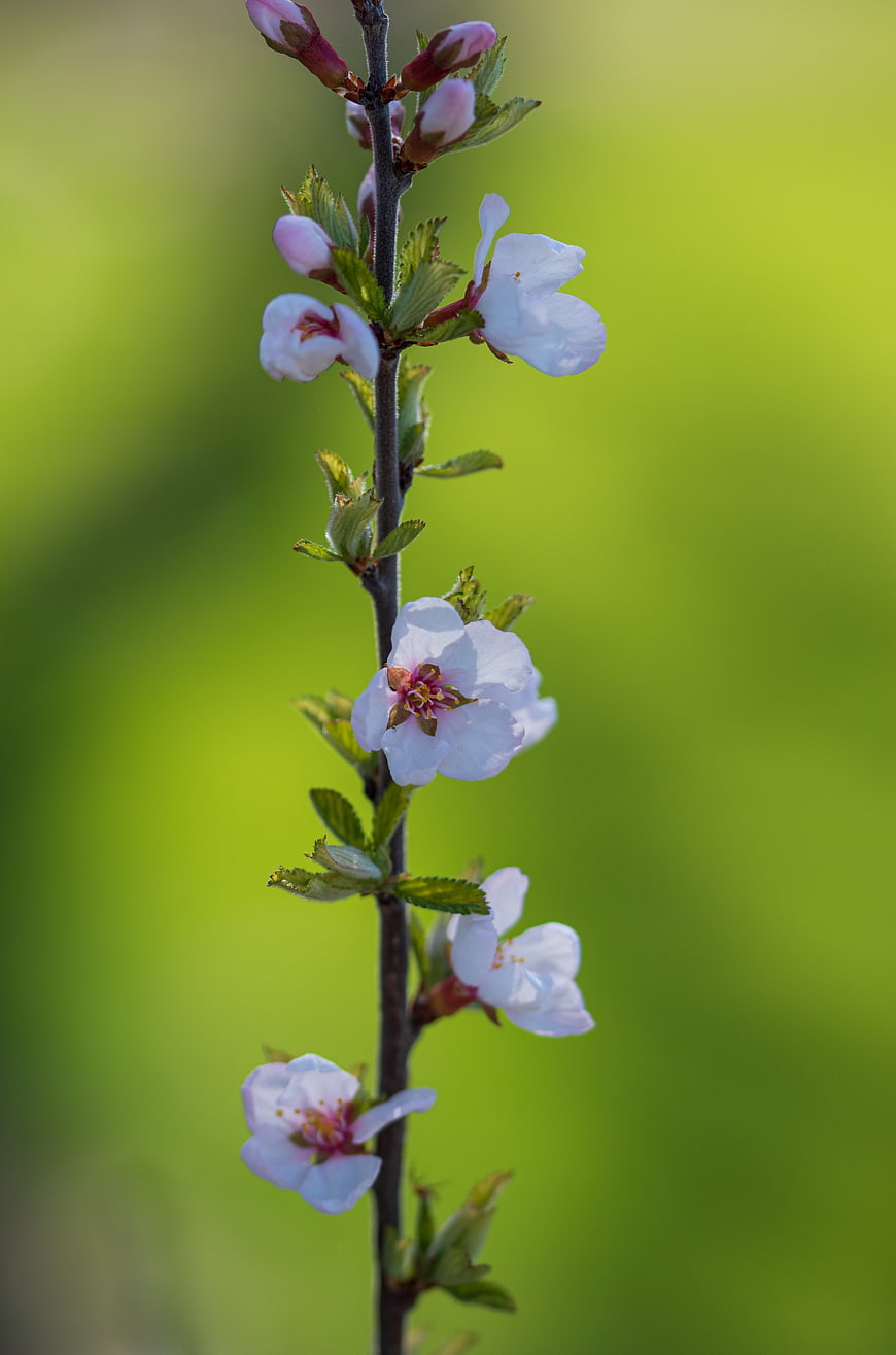 Vertical Cherry Blossom Branch with Green Bokeh Background